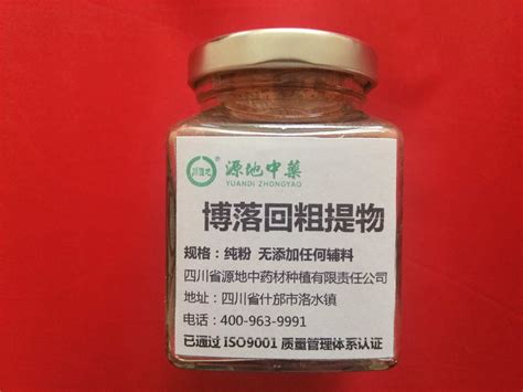 博落回图片