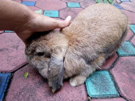 她正在泰国清迈的家里摸一只棕色的兔子高清图片下载-正版图片505671782-摄图网
