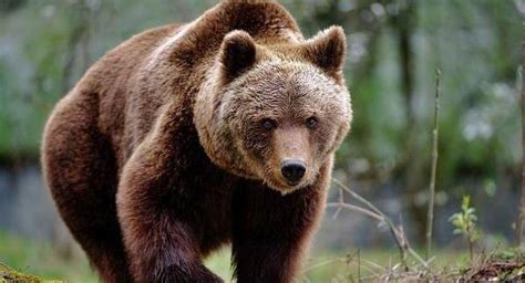 科迪亚克棕熊天敌是谁，科迪亚克岛棕熊战斗力有多强？_生活_动物_的力量