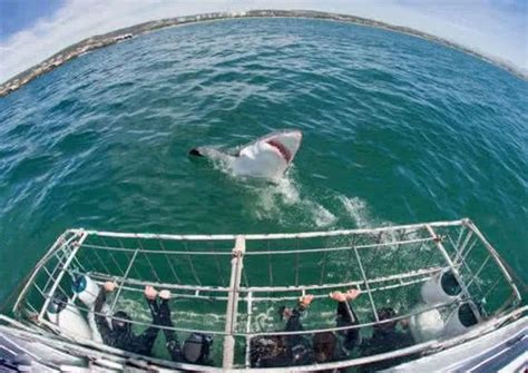 几人来到海上想抓百米大白鲨