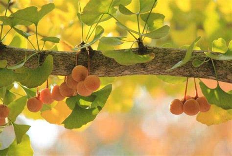 千棵银杏的种植小知识，为银杏的健康成长打下基础，来看看吧 - 种植知识 - 花果之家
