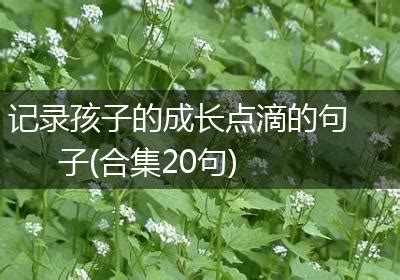 [卢店镇实验幼儿园]点滴培植植物角 感受自然的神奇奥秘_学校时讯_dfedu