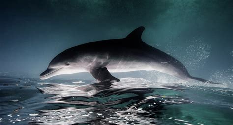 海豚是记忆力最强的动物！它们能够记住20年前遇到过的”口音“