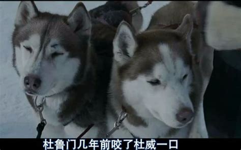 雪橇犬的电影（主角巴克多哥的雪橇犬的电影国语）-大盘站 - 大盘站
