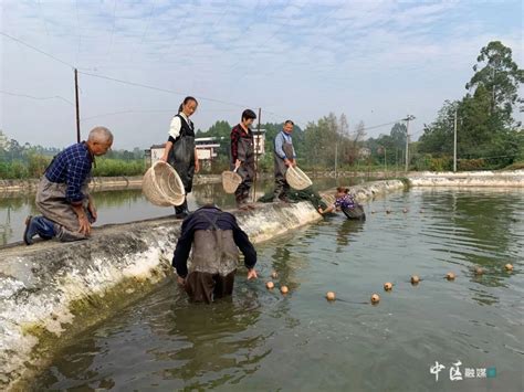 回乡成立水产养殖合作社，这位养殖户养虾带领致富_张亮