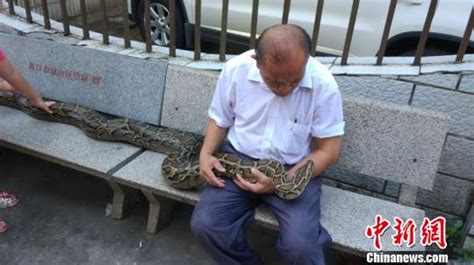海口六旬老人与蟒蛇同吃住情如“亲人”_凤凰资讯