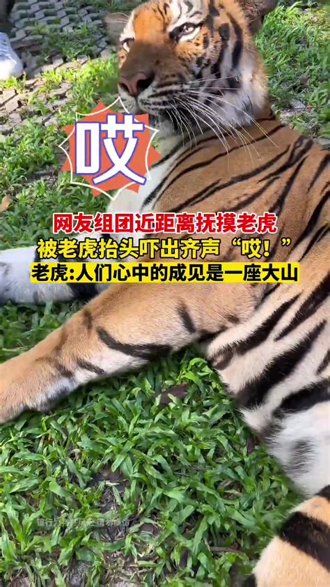 第12个全球老虎日，去看看北京动物园里的“大猫们”__财经头条