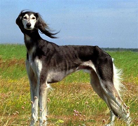 细犬图片
