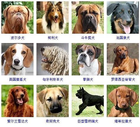狗品种图片