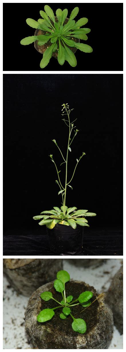 神奇的模式植物--拟南芥----中国科学院