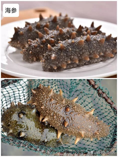 淡干海参和即食海参哪个营养好(淡干海参和即食海参的区别，哪种海参好一点) | 干海参网