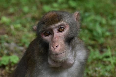 贵州黔灵山猴群下山觅食，警告：不要投喂！猕猴为啥成了泼猴？_猴子_人类_金丝猴