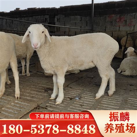 河南奶山羊 自养自销 高产12斤萨能奶山羊 农家养殖奶山羊 批发-阿里巴巴