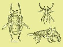 昆虫为什么要进化出蛹这种不利于生存的形态？ - 知乎