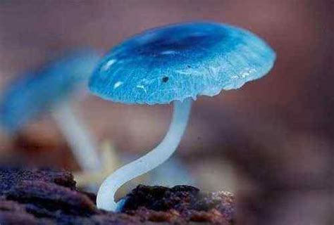研究称“神奇蘑菇”有望给抑郁症患者带来福音_环球_新民网