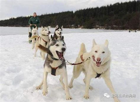 哈士奇雪橇犬在雪中运行高清图片下载-正版图片502406836-摄图网