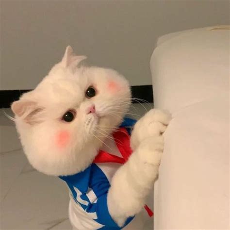 猫咪咪图片