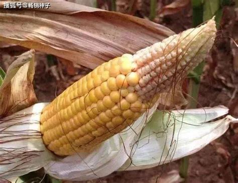 玉米的种植历史，你知道吗？-百度经验
