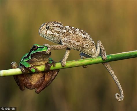有趣的青蛙- 中国风