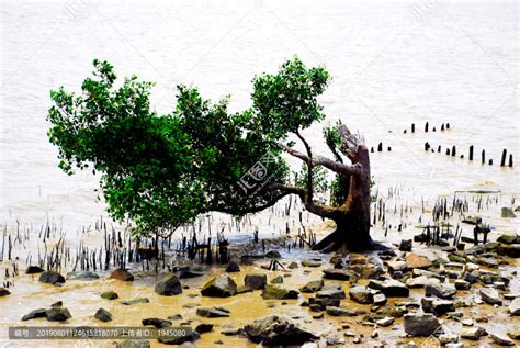 海边的红红树林植物高清图片下载-正版图片320883003-摄图网