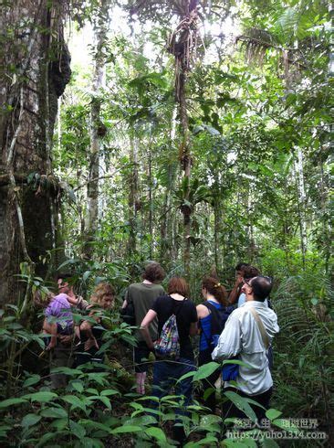 国内首个亚马逊丛林迷宫登陆华南，谁将第一个走出丛林？_生态
