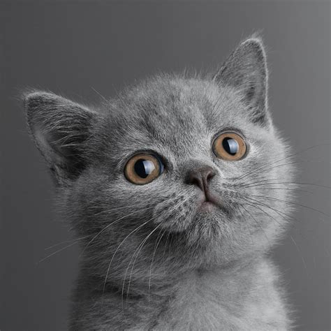 宠物猫美短幼猫白底摄影|摄影|宠物摄影|一手煎蛋的小青哥 - 原创作品 - 站酷 (ZCOOL)