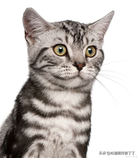 猫为什么能代表猫科动物？什么是猫科动物？ | 说明书网