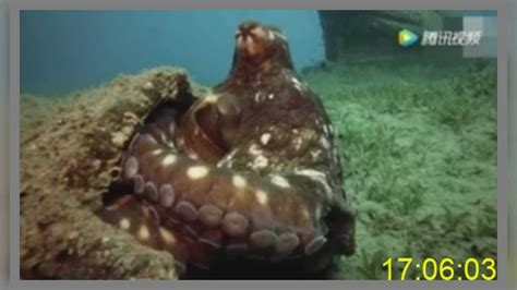 深海实拍巨型章鱼从洞内霸气爬出吓得摄影师不敢靠近_腾讯视频