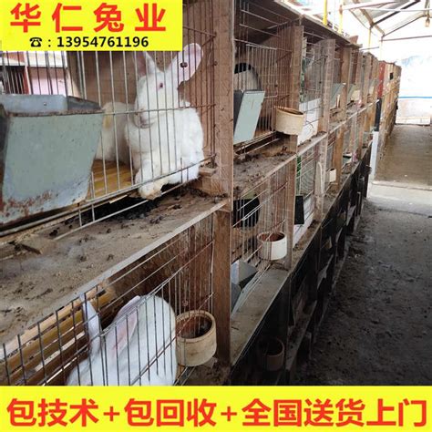 山东獭兔肉兔养殖场