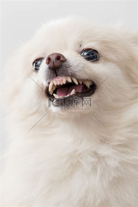 白色博美犬肖像高清图片下载-正版图片502542247-摄图网