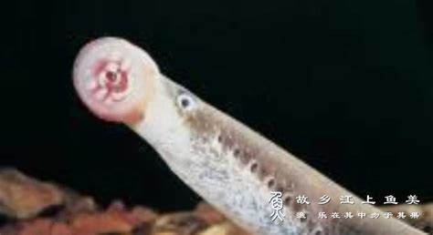 七鳃鳗为什么叫僵尸鱼 致命之吻让人胆寒（密恐慎入）-小狼观天下