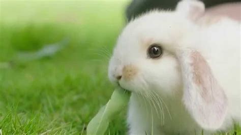 兔子的小视频
