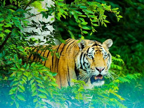 野生动物野兽老虎森林白天老虎森林动物园老虎摄影图配图高清摄影大图-千库网
