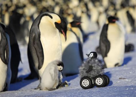BBC南极皇帝企鹅生态纪录片 超萌“企鹅特务”助拍摄 - 神秘的地球 科学|自然|地理|探索