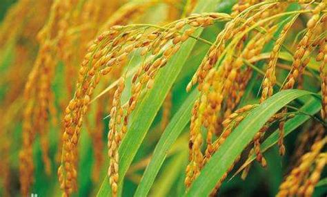 我国将有望实现杂交水稻大规模机械化制种|云南优科绿都农业研究院有限公司