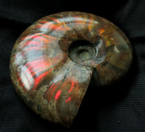 天然斑彩螺化石螺菊石风水海螺 古生物化石矿物标本原石-阿里巴巴