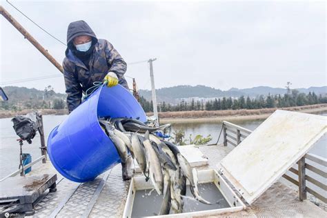 江西遂川：农民在鱼塘冬捕 供应市场需求-搜狐大视野-搜狐新闻