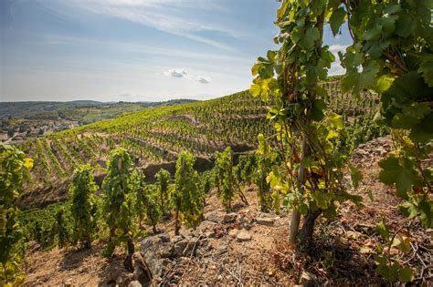 「硬核知识」北罗纳河谷葡萄酒产区详解 - 法国罗纳河谷（Rhone Valley）葡萄酒（上） - 知乎