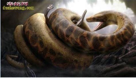 远古时期泰坦巨蟒之谜，6000万年前灭绝/世界上最大的蛇-小狼观天下