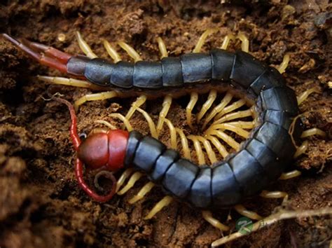秘鲁巨型蜈蚣的图片（有毒！凶猛的大型蜈蚣-亚马逊巨人蜈蚣） | 说明书网