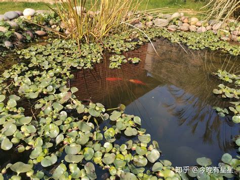 中国最美丽池塘,为了看一眼,有人千里迢迢而来!