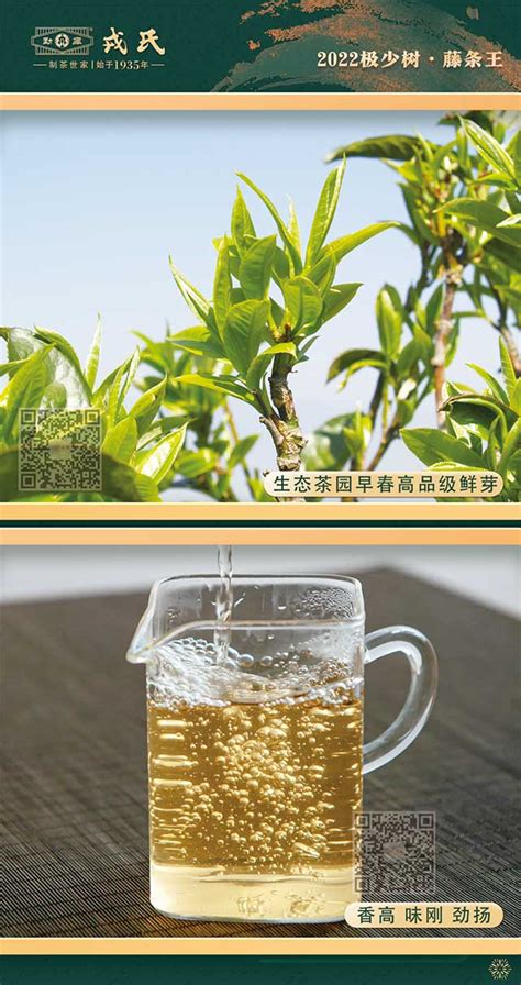 藤条茶：茶界园艺学上的奇迹_要闻_临沧频道_云南网