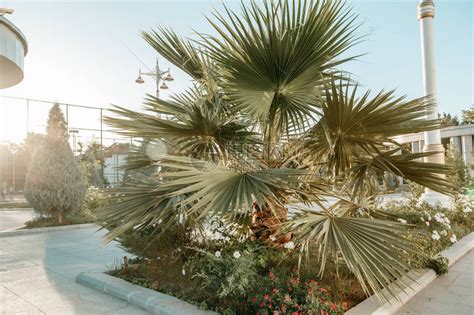 夕阳下的一棵小棕榈树高清图片下载-正版图片506124631-摄图网