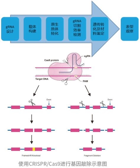 基因分型KASP试剂 - SNP-KASP-分子育种-固德生物