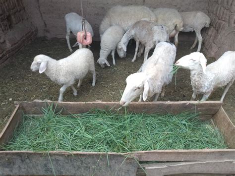 彰武县昊丰养羊专业合作社_夏洛莱羊,杜泊羊,澳洲白羊,杂种羊