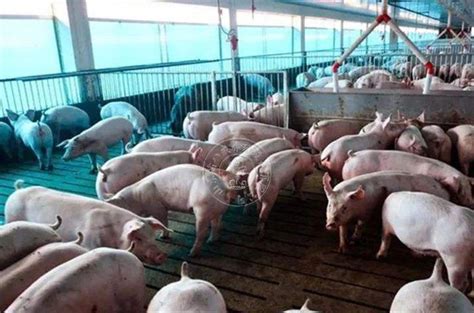 河北：到2022年底，全省生猪存栏量将达到1850万头，并扩大能繁母猪和育肥猪保险政策范围 - 猪好多网