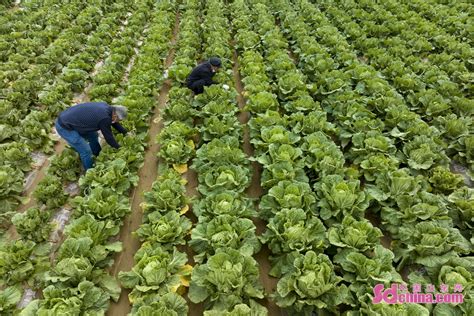 安徽亳州：大白菜丰收助增收-人民图片网