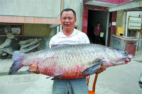 白条鱼能长多大？ - 百科 - 酷钓鱼