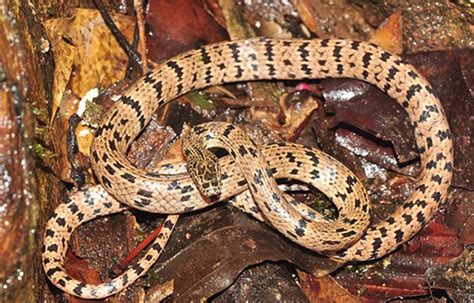 柬埔寨豆蔻山密林中发现一种狼蛇新品种 - 神秘的地球 科学|自然|地理|探索