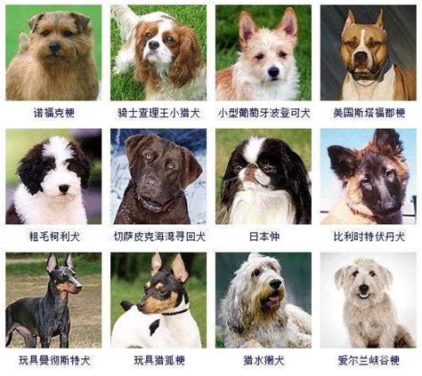 世界名犬排行榜名字及图片（附全球178个宠物狗品种图片大全）-秒懂财税